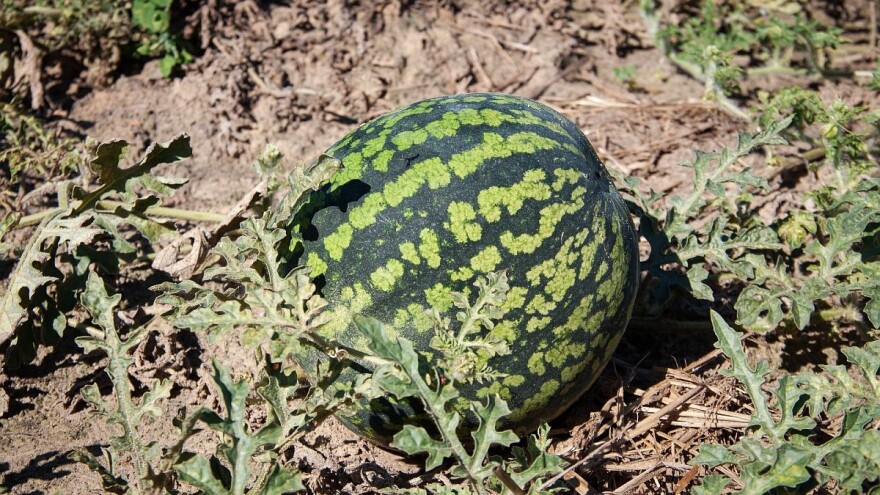 Kiša zadala probleme bačkim povrtarima