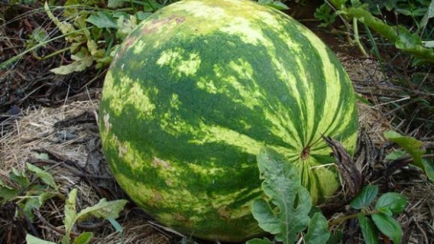 Pregled gnojidbenog pokusa lubenica