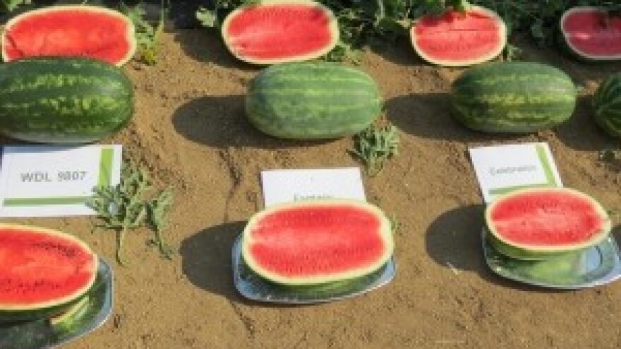 Održani Otvoreni dani za proizvođače lubenice i dinje u Dalmaciji