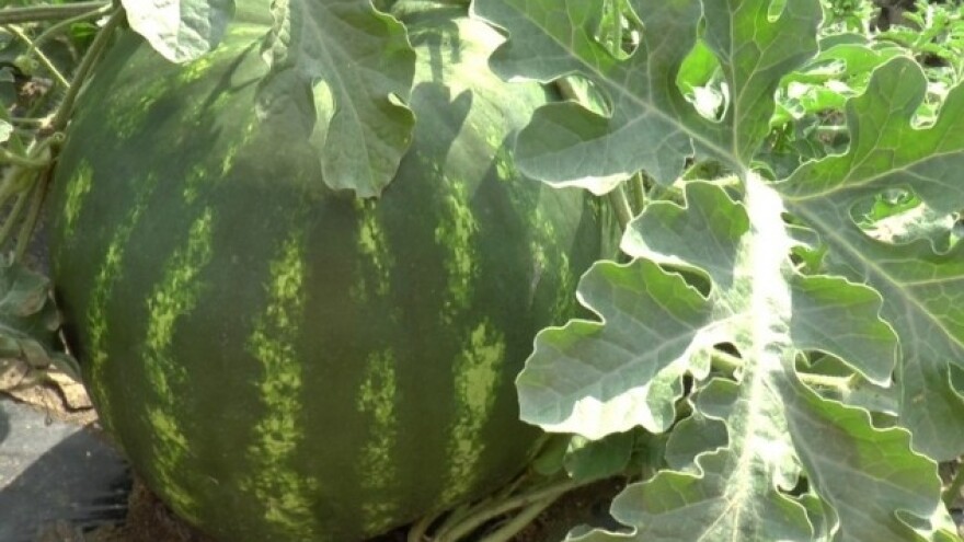 Slatki novci od lubenica