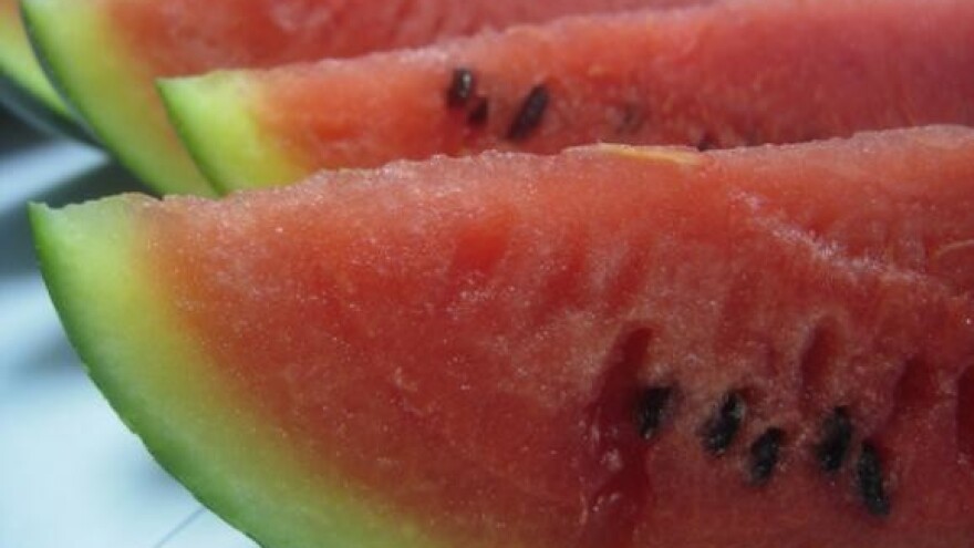 Kalemljena lubenica daje veći urod i primjerke