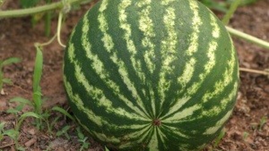 Ulični prodavači na udaru Linića i policije