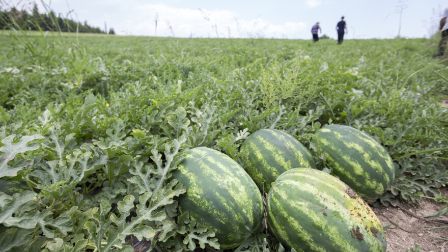 Smrt od toplotnog udara: radnika sa plantaže lubenica ostavili pred vratima ambulante