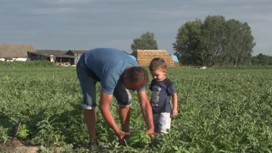 Lubenice bez semenki izvozi na evropsko tržište