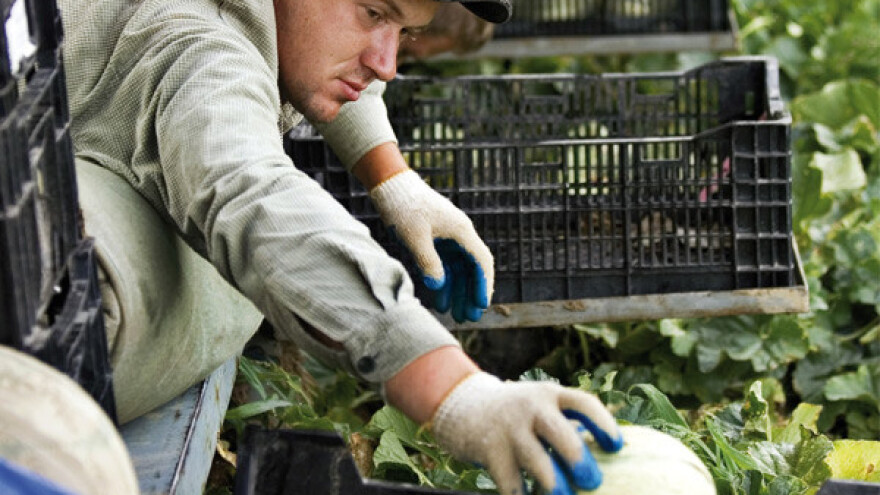 Džepne dinje i lubenice bez sjemenki?