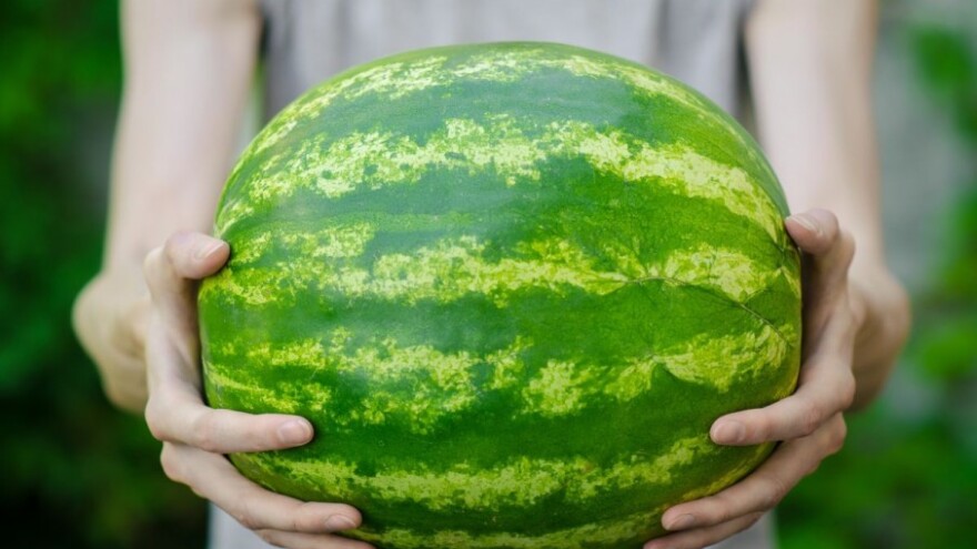 Jede se uvozna lubenica, domaća propada