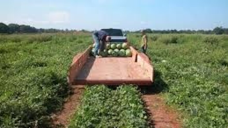 Međimurske lubenice najslađe su kradljivcima!