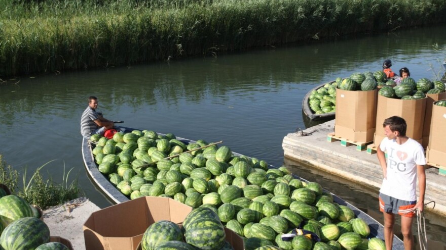 Propadaju lubenice na neretvanskim poljima, niti jedan proizvod ne mogu prodati!