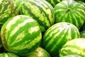 Za hektar lubenica do 30.000 kuna zarade