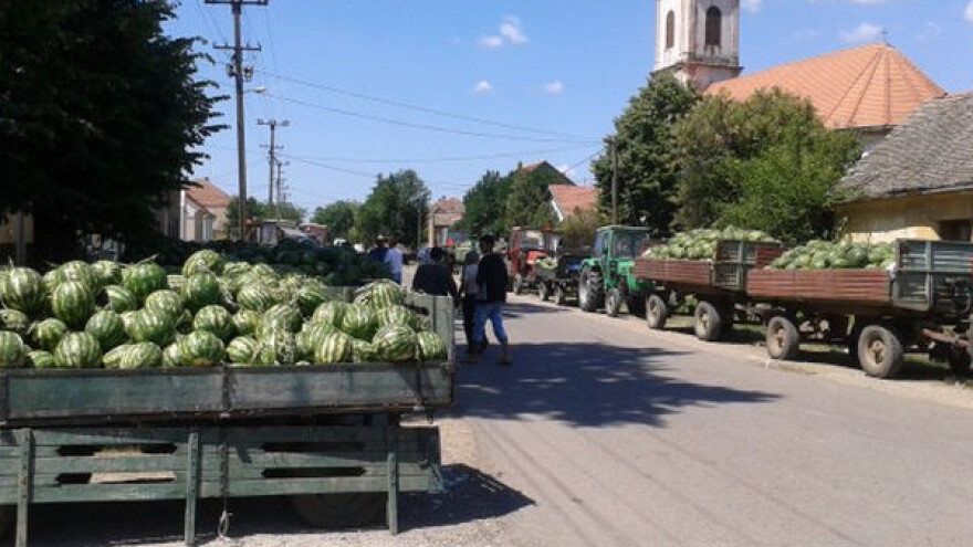 Sremci "obrali" bostan