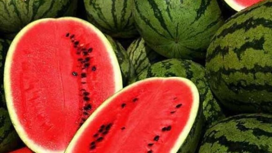 Prepolovljen urod lubenica