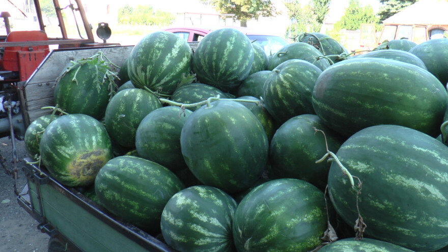 Manjak roda lubenice nadomestiće dobra cena?