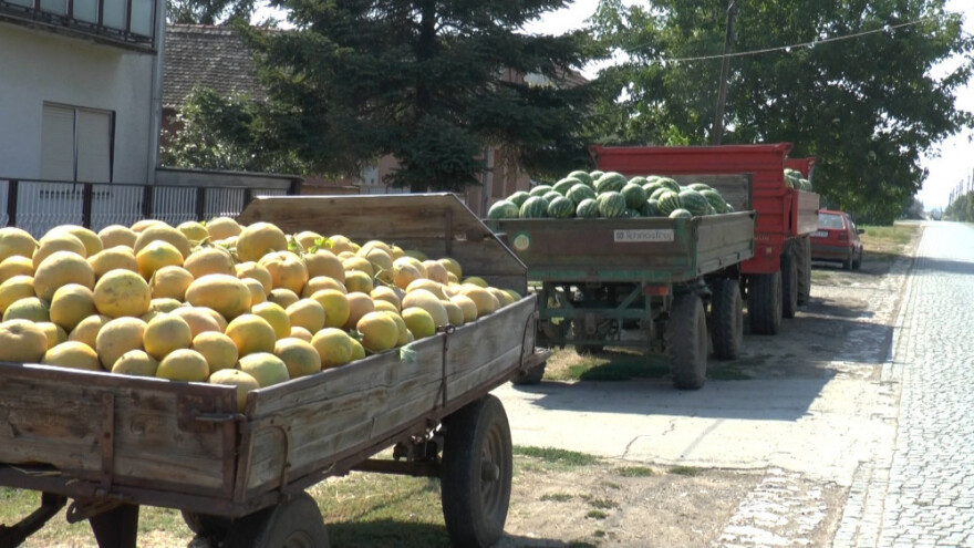 Srem: Slatke lubenice, gorka cena