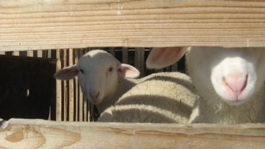 Uzgoj jagnjadi do zalučenja