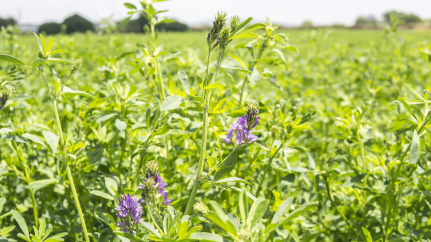 Lucerka - zeleno zlato koje se uspešno uzgaja i u pustinjama