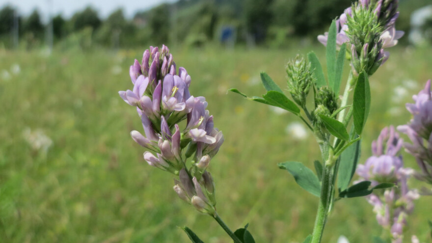 Sjetva i njega lucerke za dobar prinos