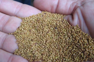 Lucerka: Sa manjom sjetvenom normom do visokih i stabilnih prinosa