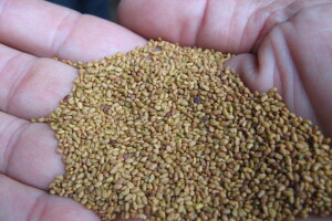 Lucerka: Sa manjom sjetvenom normom do visokih i stabilnih prinosa