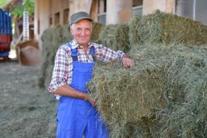 Lucerka daje 16.000 kg sena po hektaru - evo i kako!