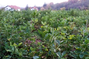 Za prezimljavanje lucerke poseban značaj ima fosfor i kalijum