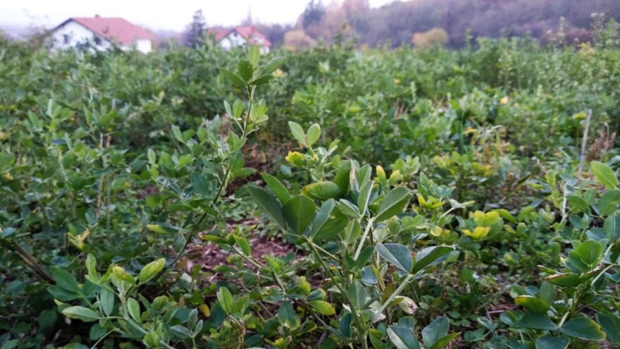 Za prezimljavanje lucerke poseban značaj ima fosfor i kalijum