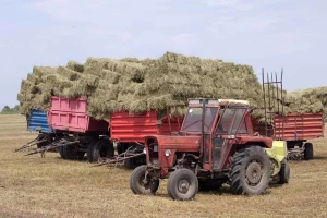 Kvalitet lucerke bolji i više otkosa nego prošle godine?