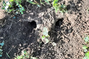 Nije im dugo trebalo - glodari u pohodu na srpske useve
