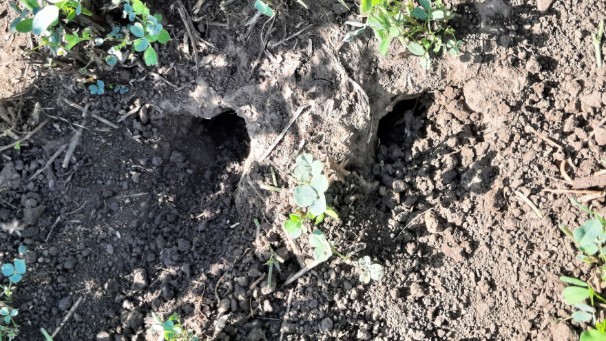 Nije im dugo trebalo - glodari u pohodu na srpske useve