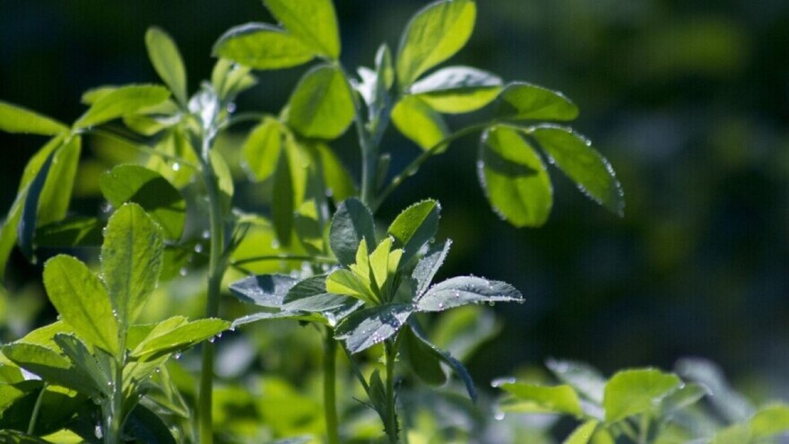 Kako đubriti lucerku i koja tla joj najviše odgovaraju?