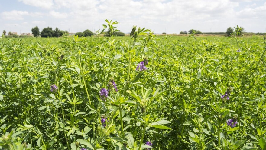 Vreme je za jesenju setvu lucerke - kako ostvariti visoke prinose?