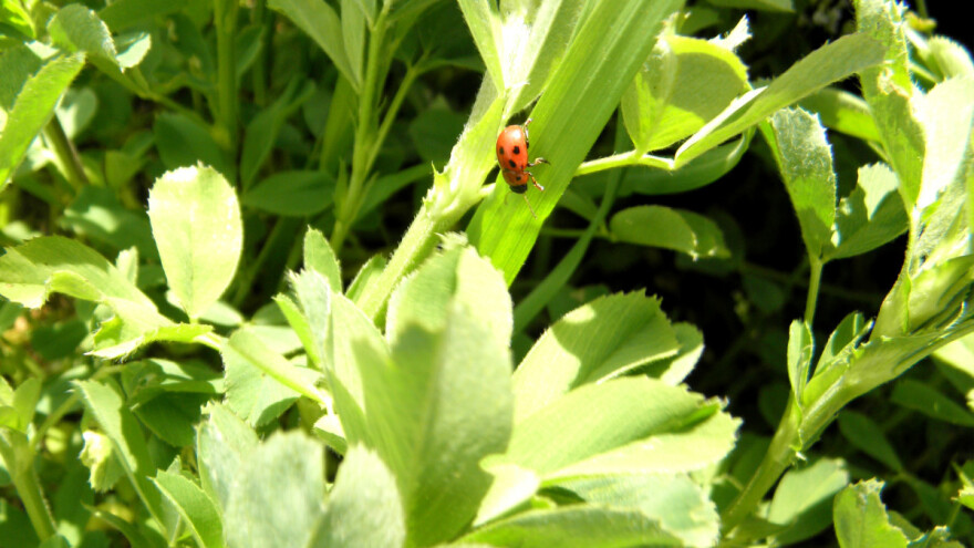 Lucernina zlatica smanjuje prinos i do 50 posto: Kako ju suzbiti?