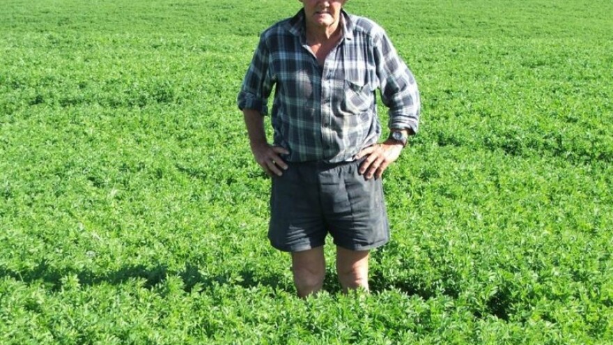 Kako lucernu održati sedam godina?