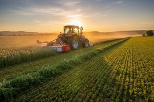 Lucerna - puno daje, malo treba