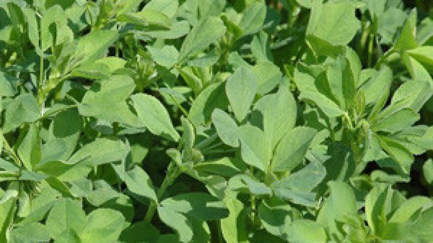 Dani polja lucerne i crvene djeteline u Dežanovcu