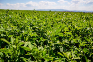 Suzbijte pjegavost lucerne i djeteline