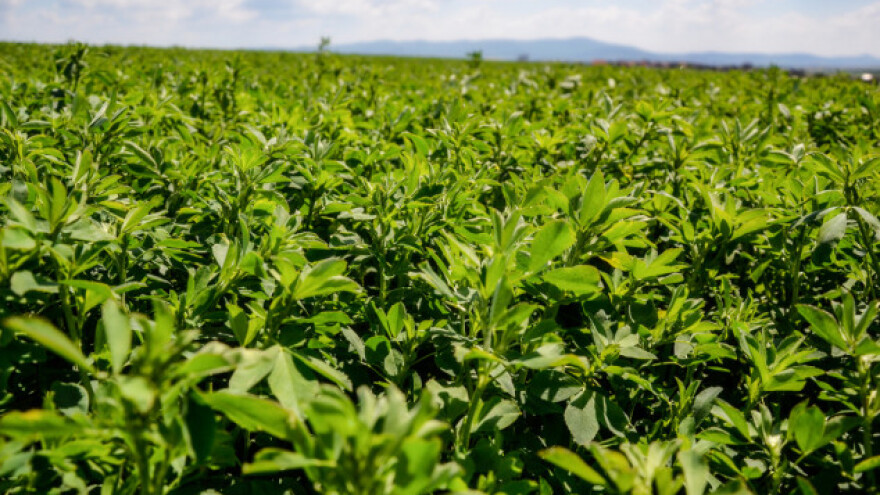 Suzbijte pjegavost lucerne i djeteline