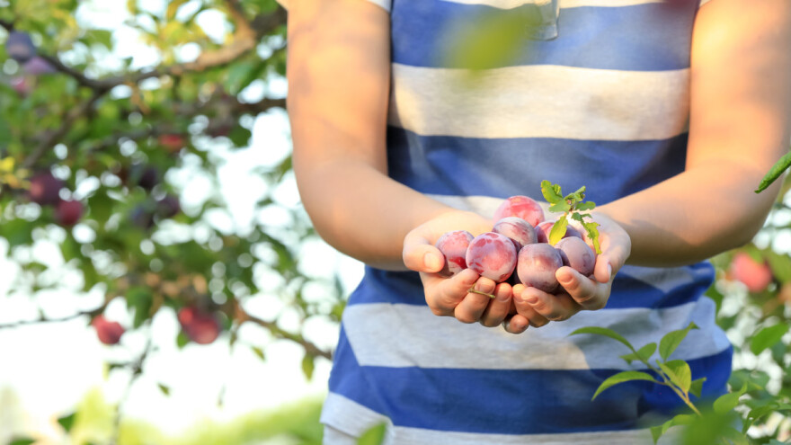 Mlada Lucija Leovac kupila podrivač i 800 sadnica šljiva, planira ostati u Posavini