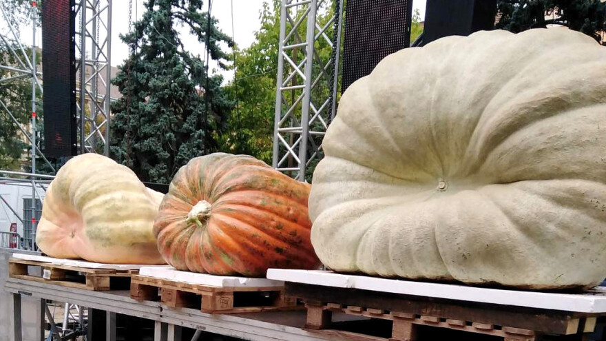 Dani ludaje: Bundeve sitnije, ali najveće "dolaze" iz plastenika