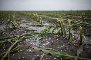 Ludbreškim poljoprivrednicima tuča uništila usjeve
