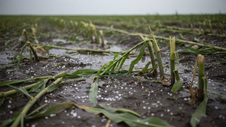 Ludbreškim poljoprivrednicima tuča uništila usjeve