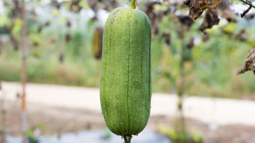 Tikva spužva osim u ishrani svrhu ima i u kozmetici