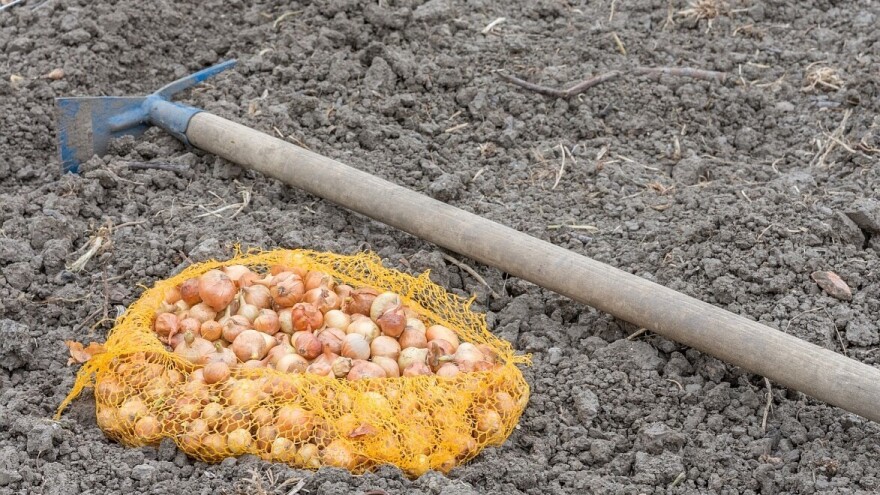 Na šta obratiti pažnju prilikom jesenje sadnje crnog luka?