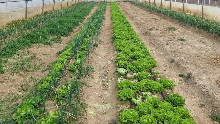 Vrijeme je za sadnju povrća u plastenicima