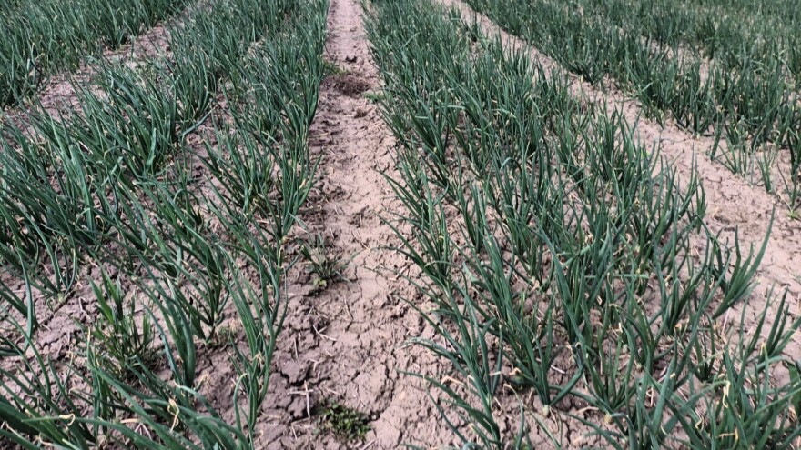 Oprez: neophodna zaštita od bolesti i štetočina u usevima ozimih lukova