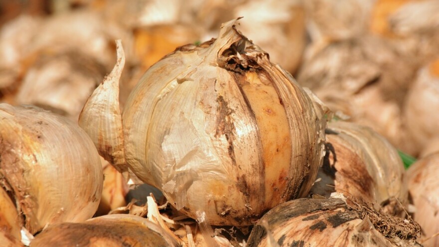 Otkrli luk star 1.500 godina na mjestu gdje tada nije uzgajan