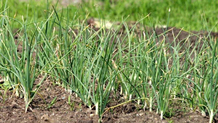 Žućenje listova luka - ovoj pojavi pogoduje vrijeme