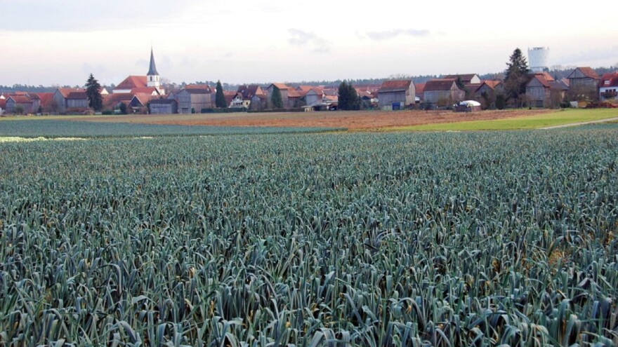 Poljoprivreda i umjetnost: Osvijetlio polje poriluka LED svjetlima