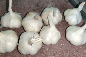 Jesenja sadnja bijelog luka, njega i prodaja - je li isplativ?