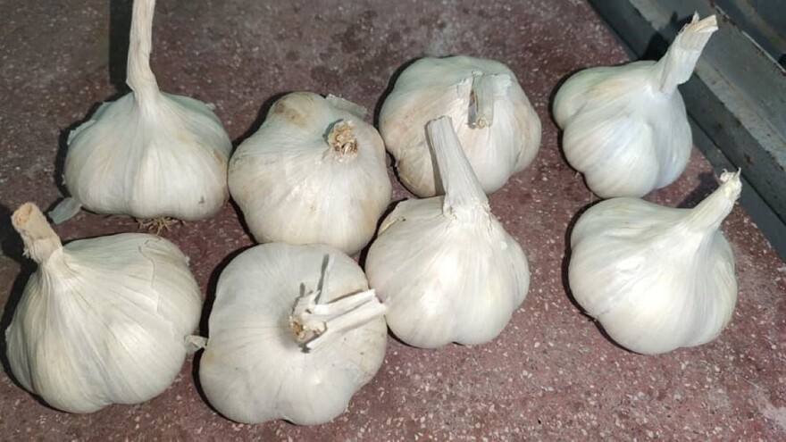 Jesenja sadnja bijelog luka, njega i prodaja - je li isplativ?