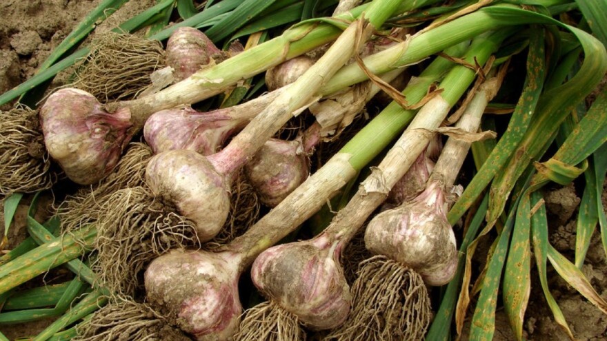 Jača potražnja za češnjakom: Izvoz kineskog veći za 38%, u SAD ostali praznih skladišta